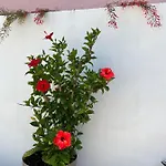 Silvana * Šibenik