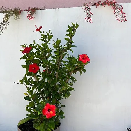 Silvana * Sibenik