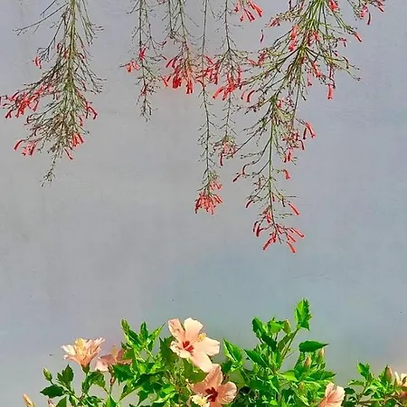 Silvana Appartamento *