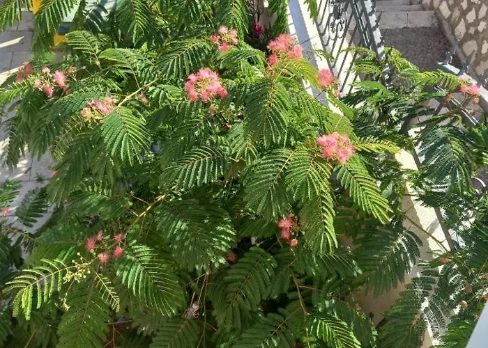 Διαμέρισμα Silvana Σίμπενικ