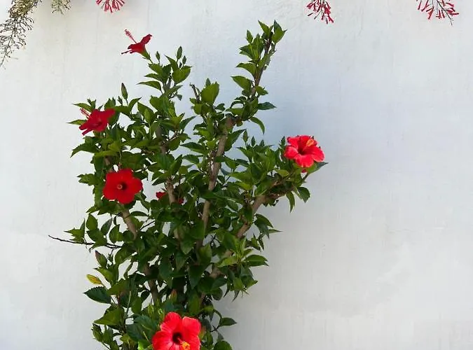 Silvana * Σίμπενικ