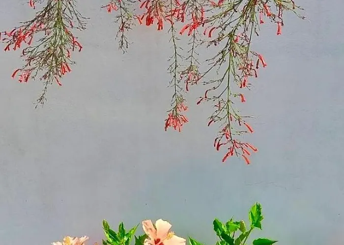 Silvana Διαμέρισμα *